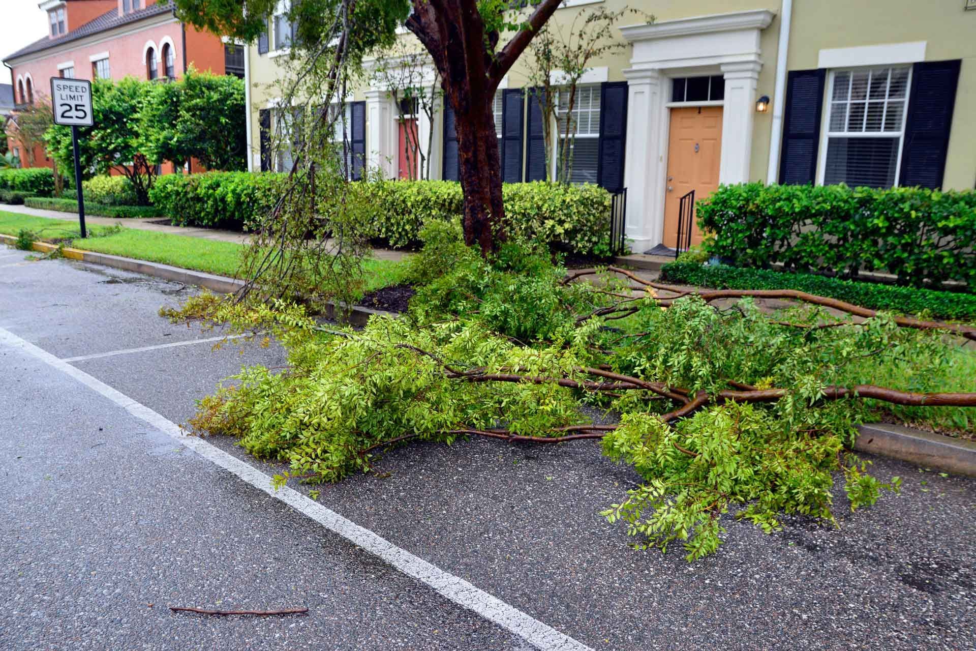 Branches and leaves scattered on a wet street near townhouses after a storm. A tree is in the background.