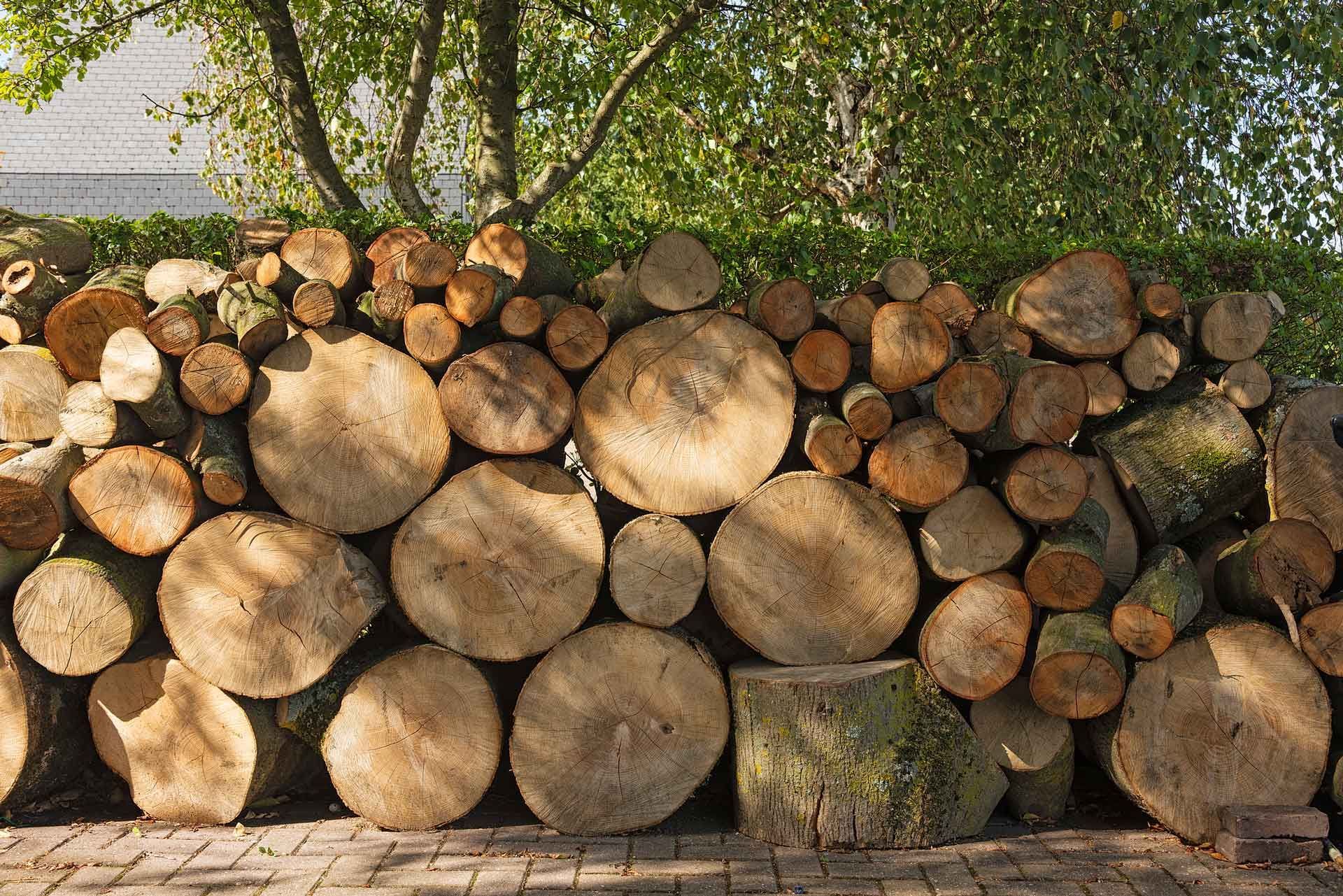 A pile of cut firewood logs stacked against a backdrop of green leaves. The logs are brown and round, with visible tree rings.