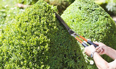 hedge being trimmed