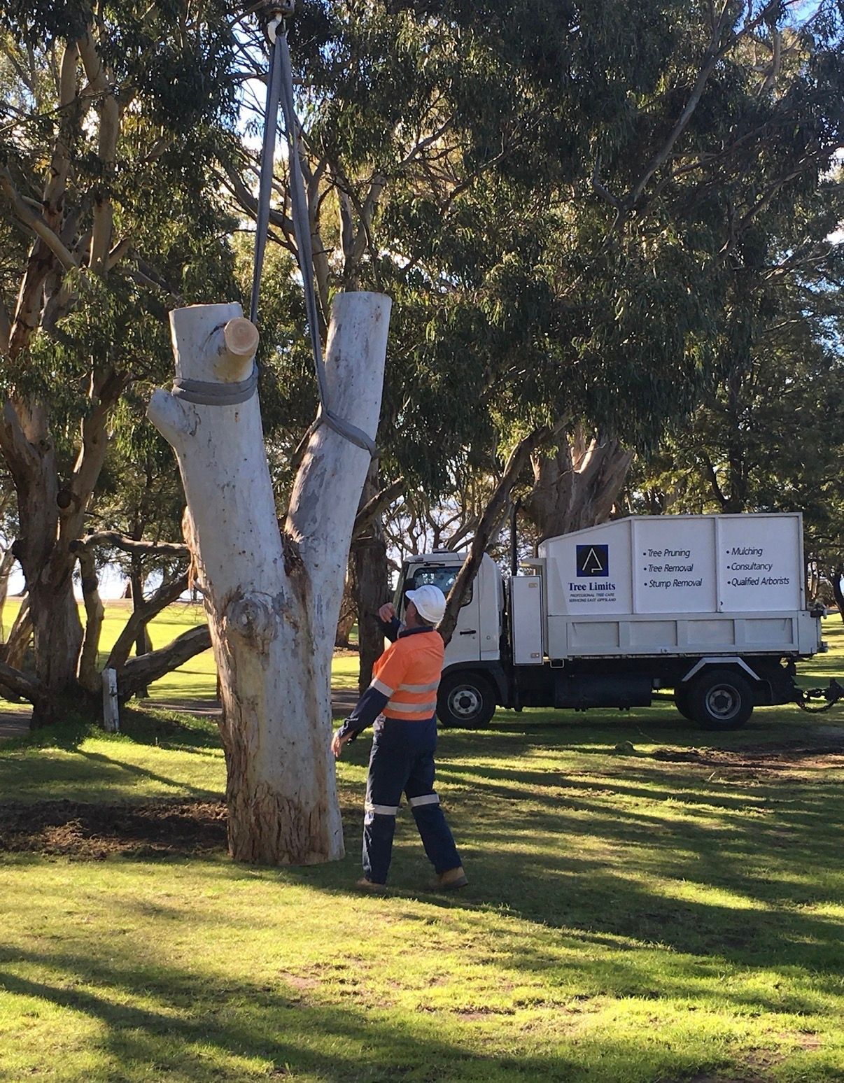 A chainsaw on a tree stump in a yard covered in sawdust.
