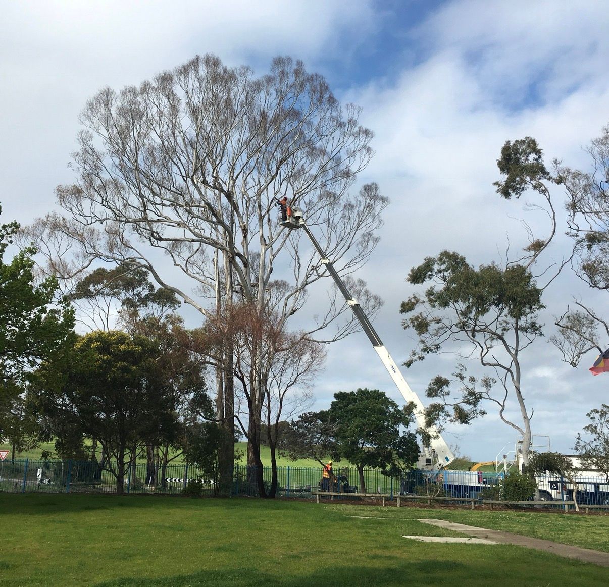 Tree trimming in a park; a worker in a boom lift cuts branches from a tall, bare tree.