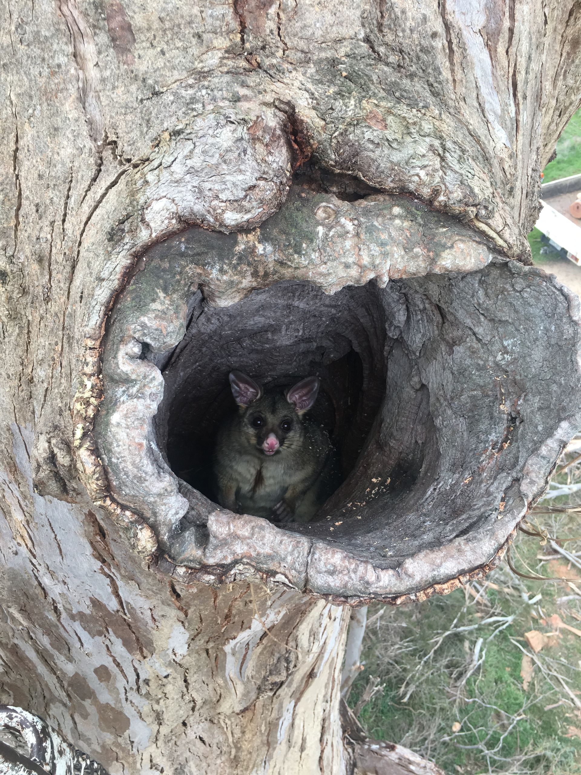 Cranes and trucks on a highway. Crews working, trees lining the roadside, under a cloudy sky.