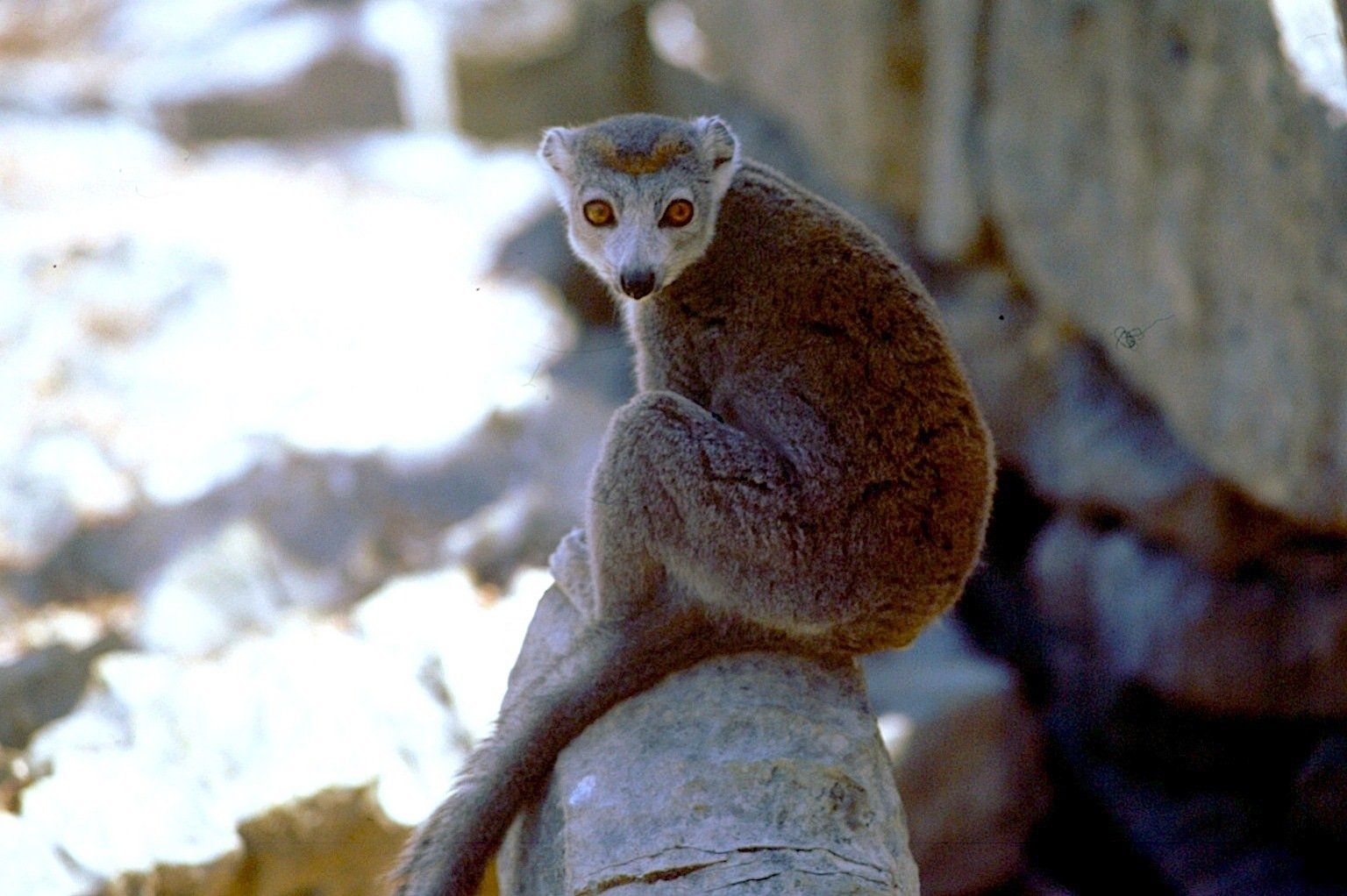 Kronenlemur auf Madagaskar