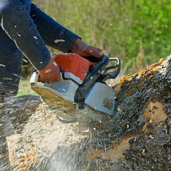Man Cuts Fallen Tree — Decatur, Alabama — Mr. Green Jeans Lawn Service & Tree Service LLC