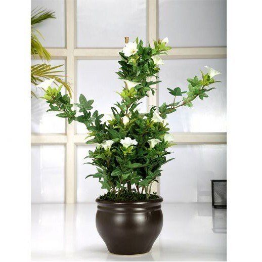 decorative flower pots