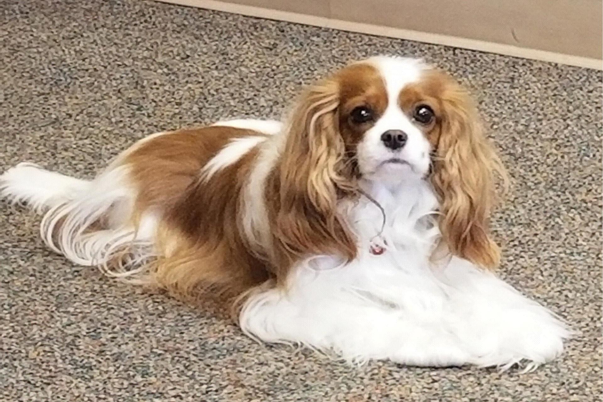 Cavalier king charles spaniel dog