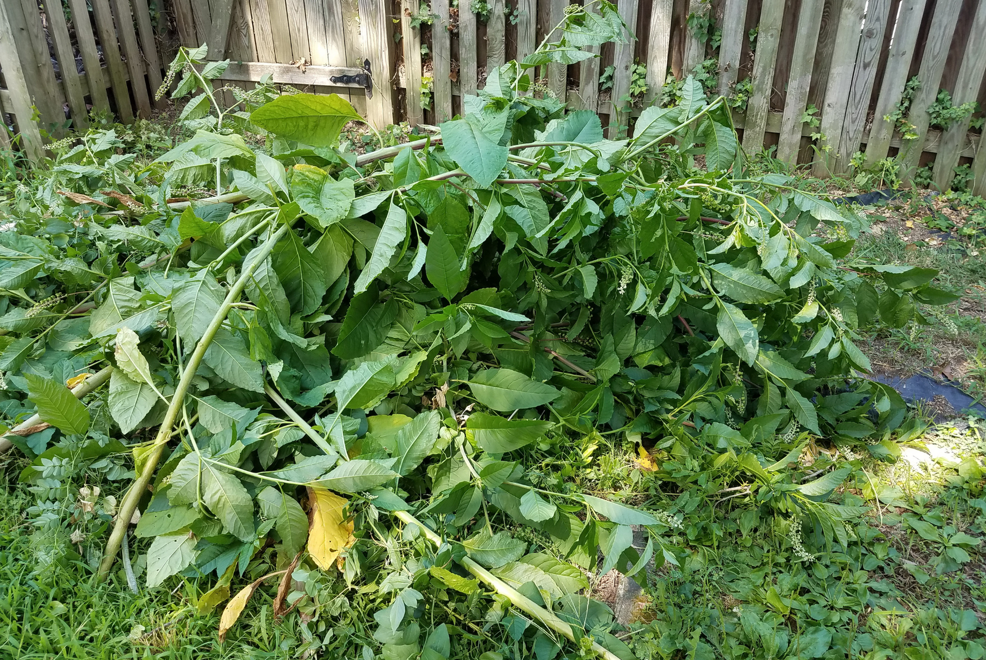 A pile of leaves is sitting in the grass in front of a wooden fence.