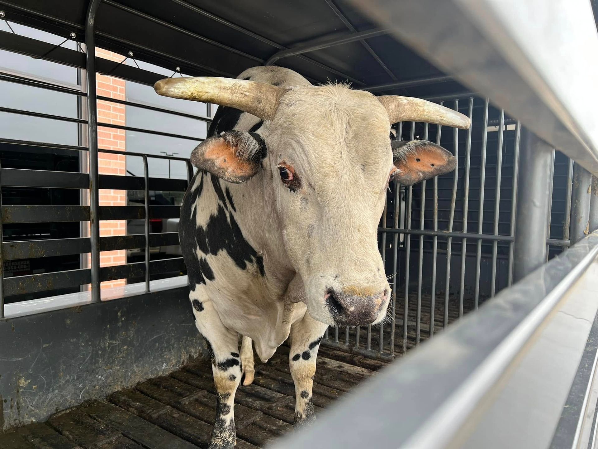 Bull with white face, black patches, and curved horns, inside a metal trailer.