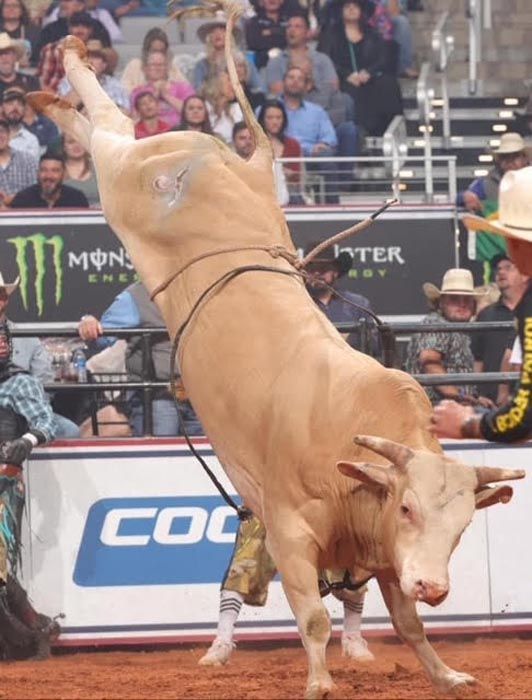 A light brown bull bucks with rider, leaping high in a rodeo ring.