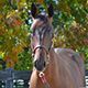 irp.cdn-website.com/f6c0861e/dms3rep/multi/Crusoe---32.jpg