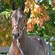 irp.cdn-website.com/f6c0861e/dms3rep/multi/Manhattanville---H372.jpg