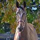 irp.cdn-website.com/f6c0861e/dms3rep/multi/Morinus---H154.jpg
