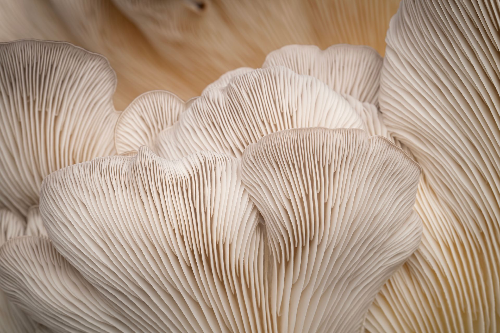 Italian Oyster Mushrooms Missouri 5738558312