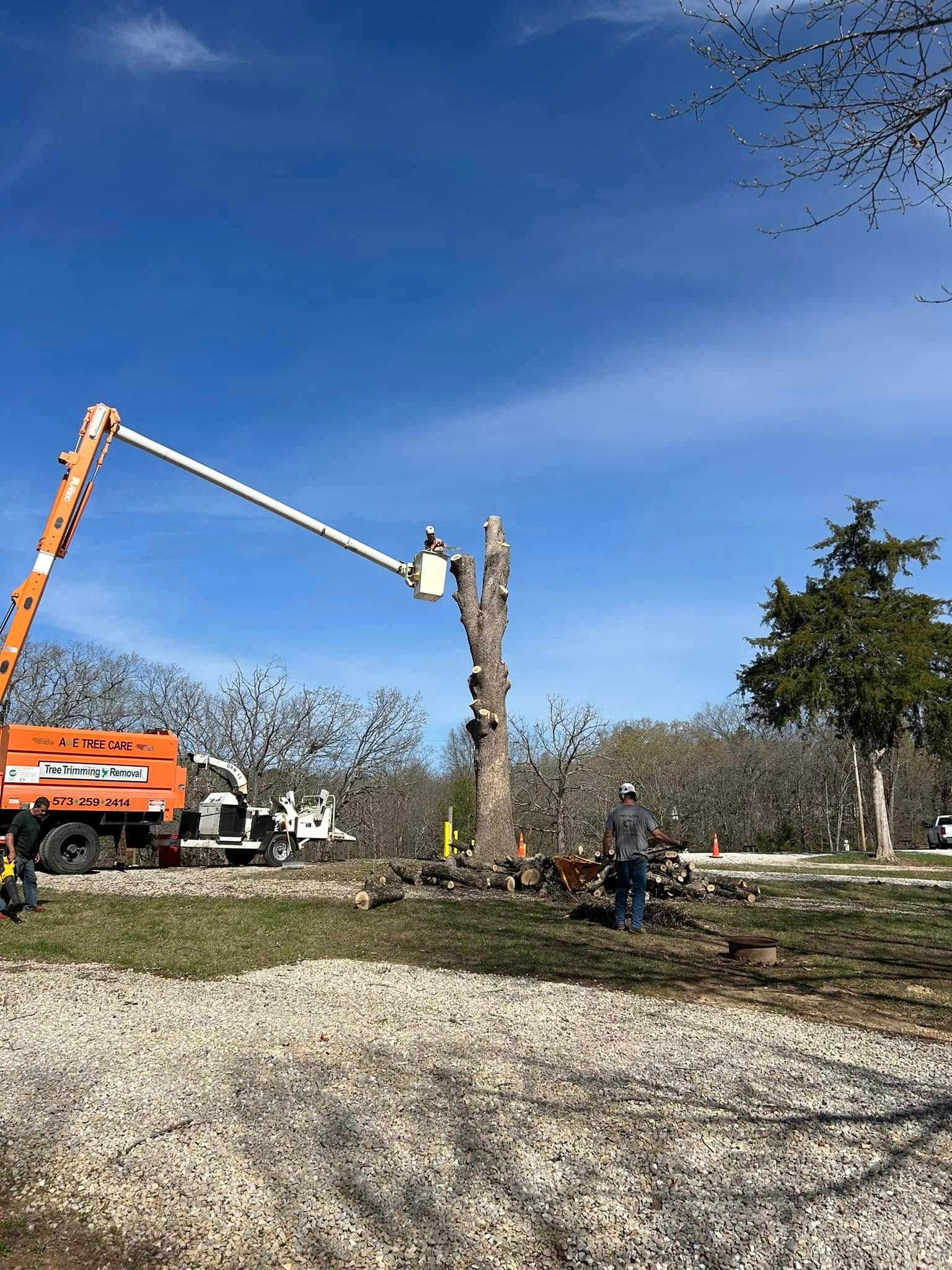 A man is cutting down a tree with a crane.