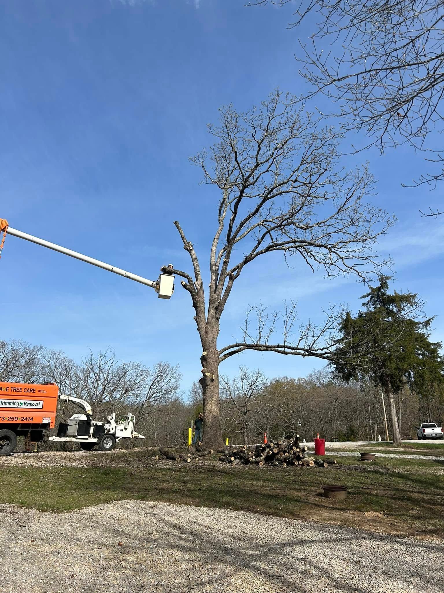A man is cutting a tree with a crane.