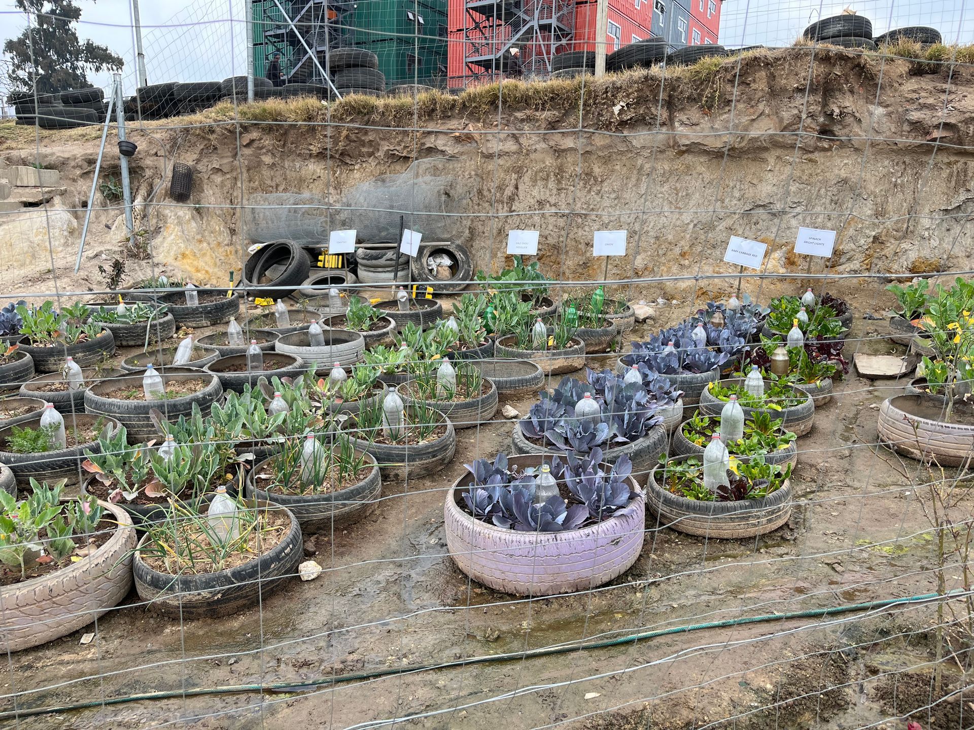 A bunch of potted plants are growing in a garden.