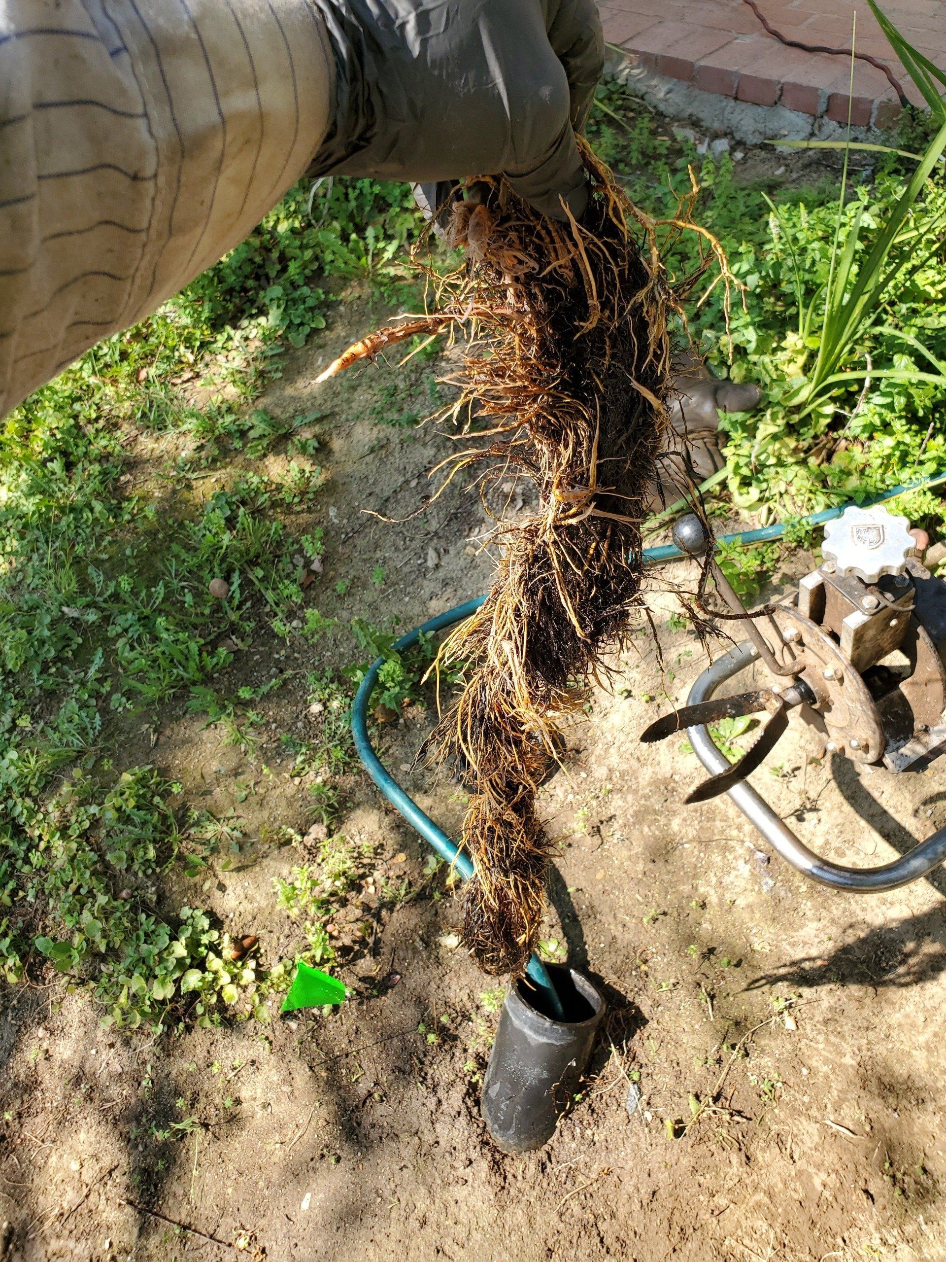 A person is holding a hose with roots sticking out of it.