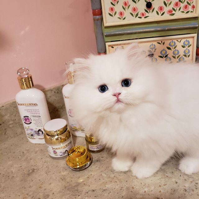 The Persian Purrfection: Keeping Persian Cats Pristine - Trimming their nails and managing shedding