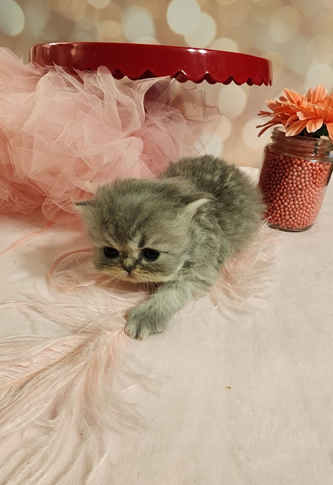 Teacup Persian Kittens For Sale, White Persian Cats, Designer Persians