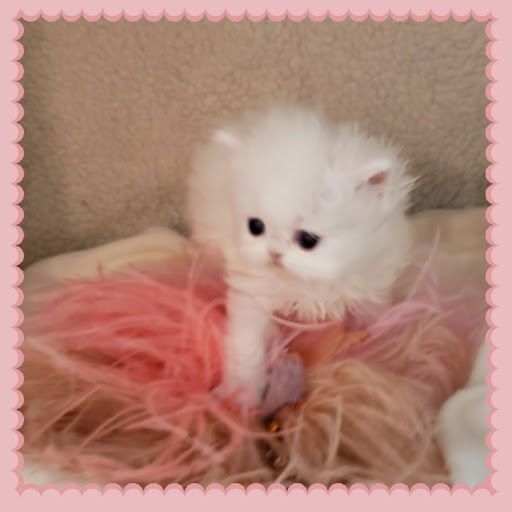 Bellamy