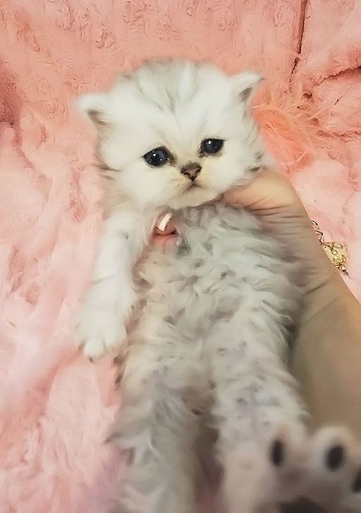 Teacup Persian Kittens For Sale - Cfa Purebred Persians