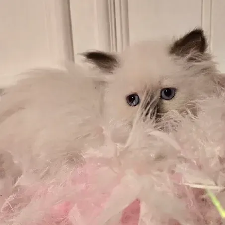 Chocolate point Himalayan kittens for sale