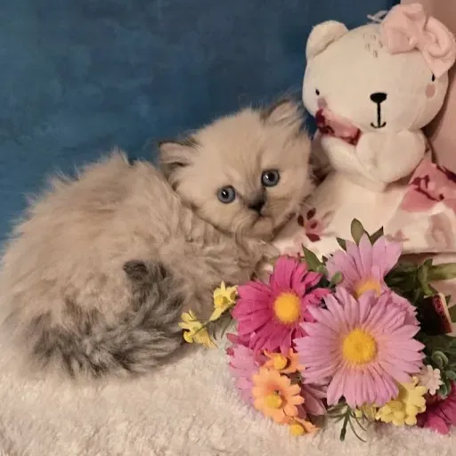 Chocolate point Himalayan kittens for sale