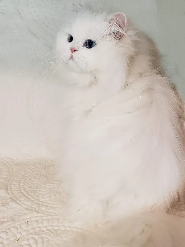 Doll-faced Blue-eyed White Persian kitten