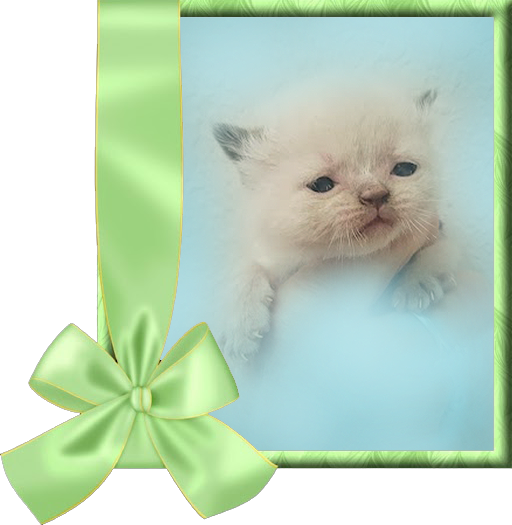 Chocolate Point Persian Kitten for sale in USA