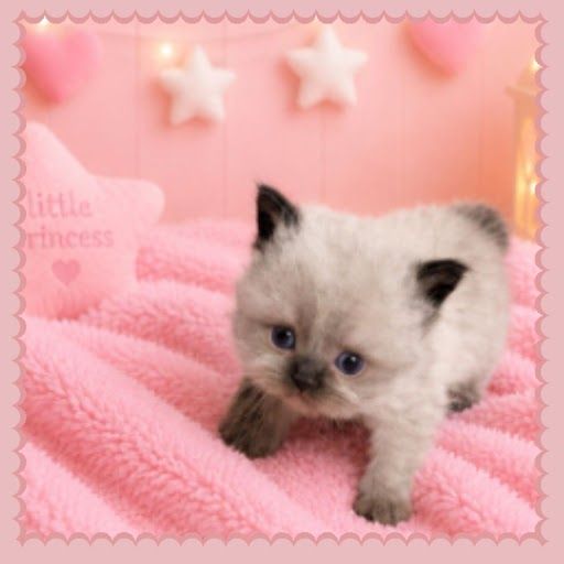 Little Coco