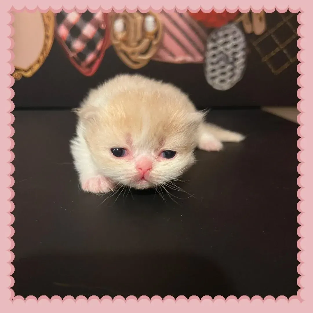 Lulu