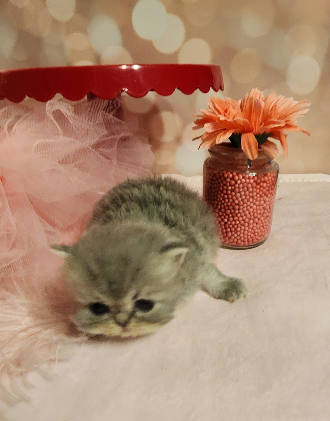 Teacup Persian Kittens For Sale, White Persian Cats, Designer Persians