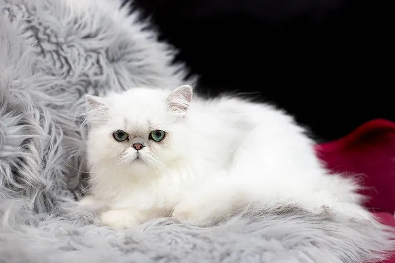 Silver Chinchilla Persian cat