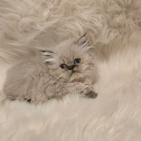 Lynx Point Himalayan kittens for sale