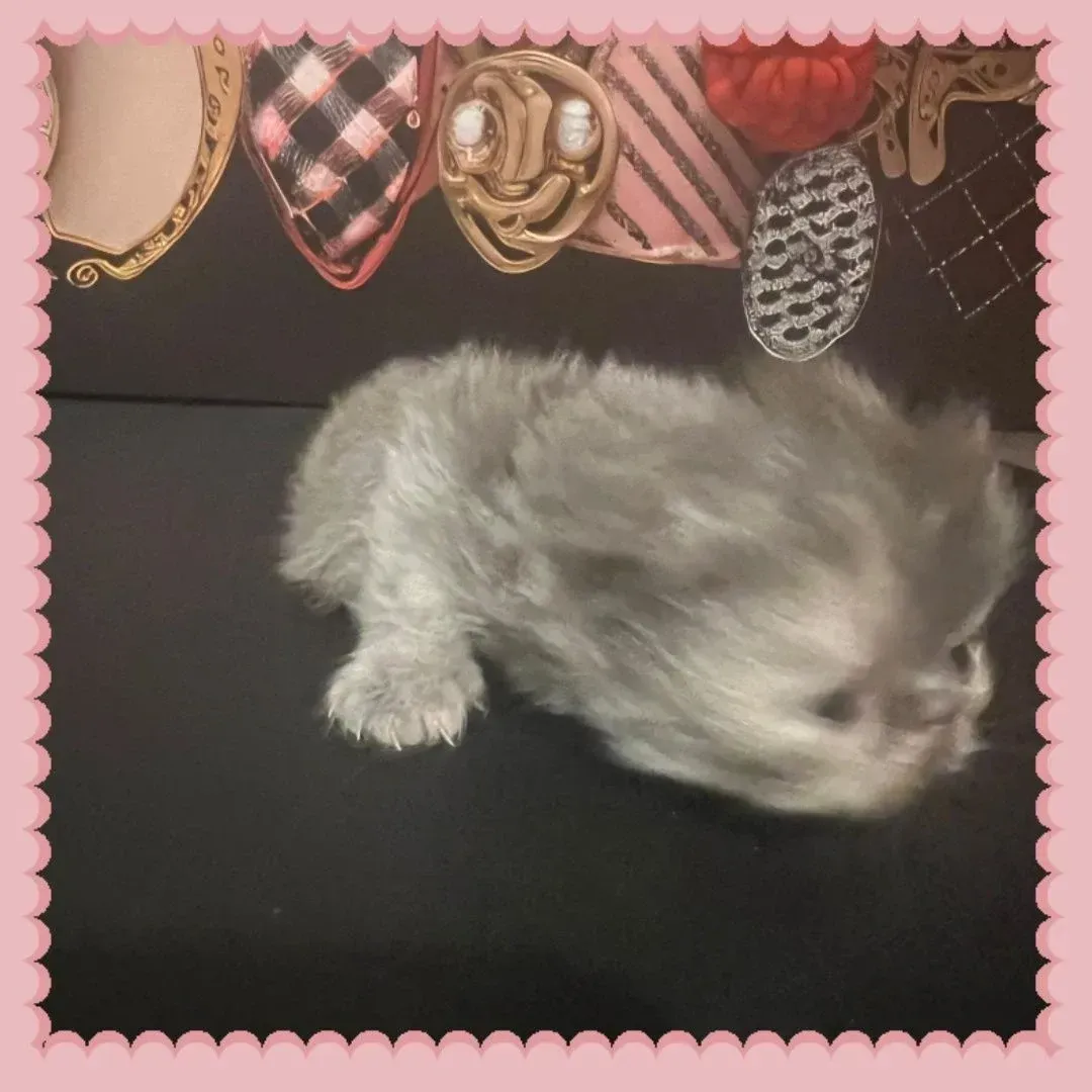 Mini Mimi