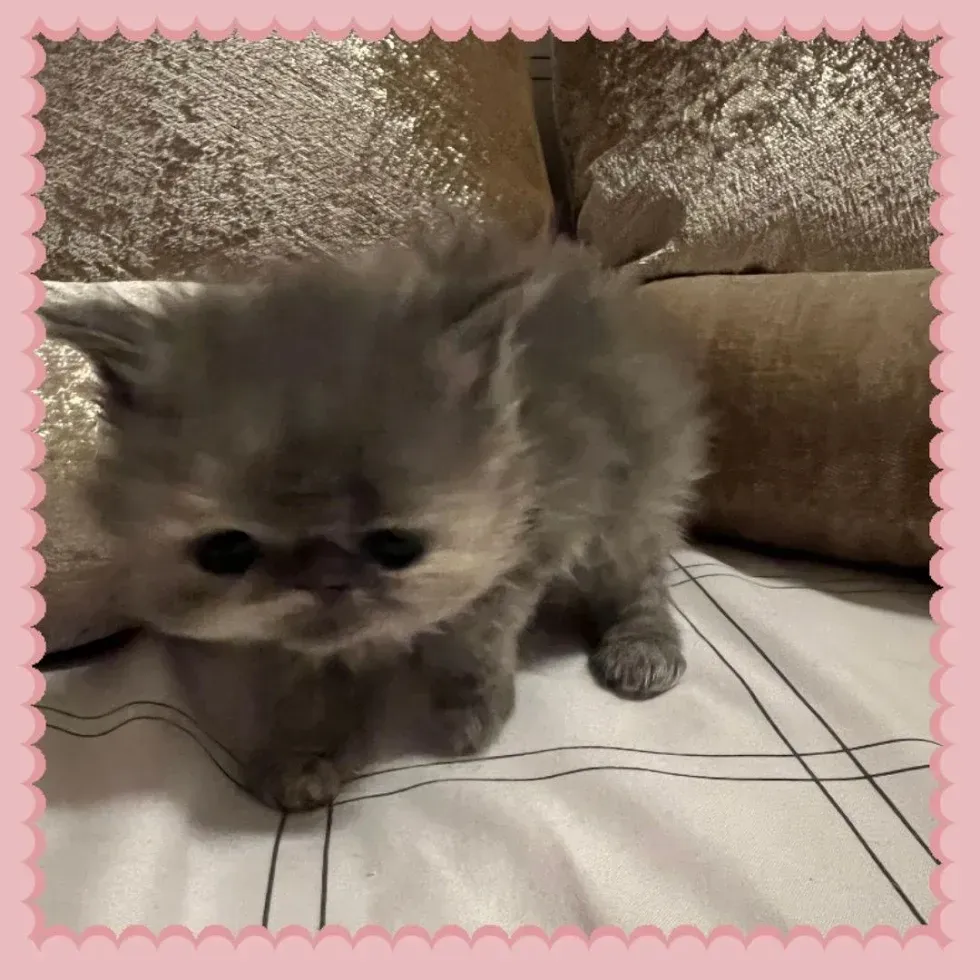 Mini Mimi