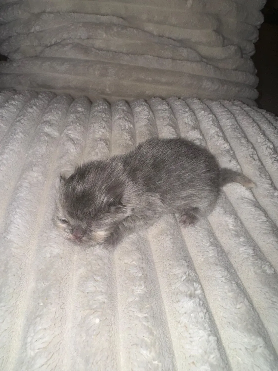 Mini Mimi