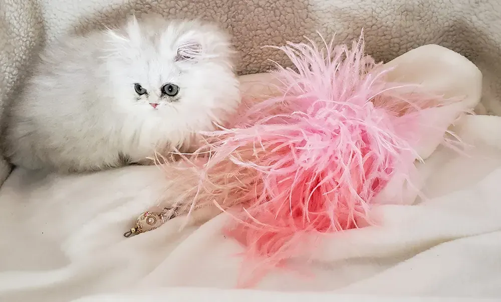 A cute Persian teacup kitten nestled in a cozy bed, surrounded by toys and accessories, exemplifying