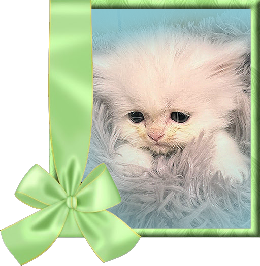 Copper-eye White Persian Kitten for sale in USA