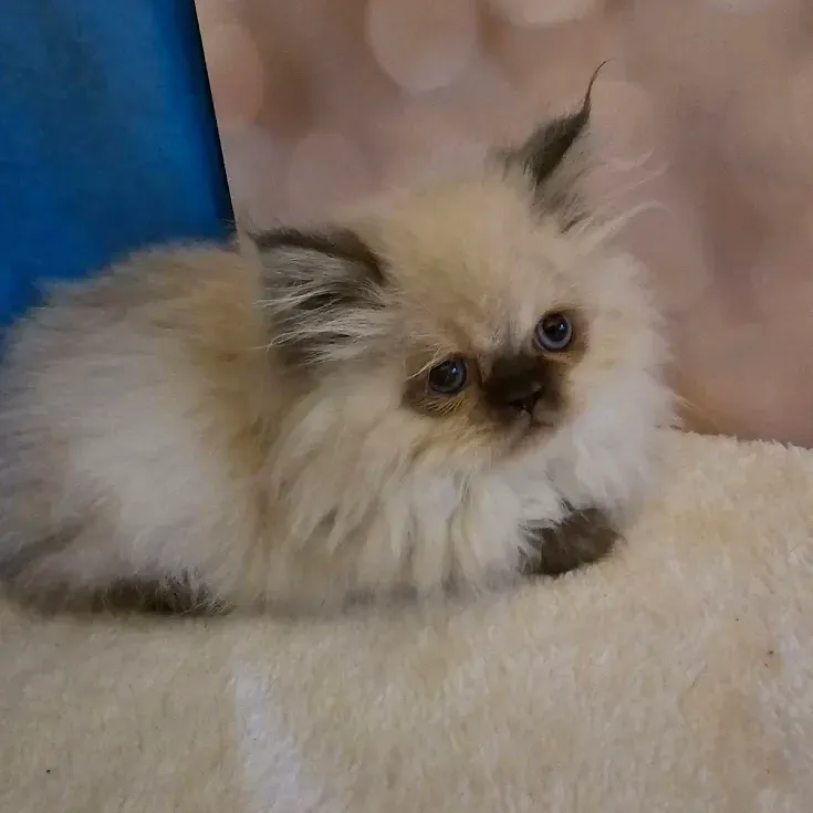 Seal Point Himalayan kittens for sale