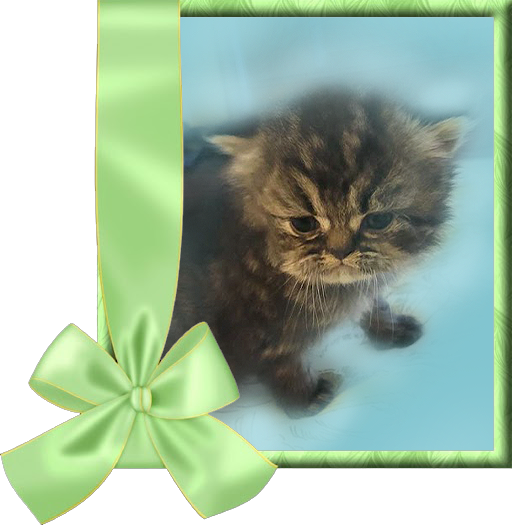 Brown Tabby Persian Kitten for sale in USA