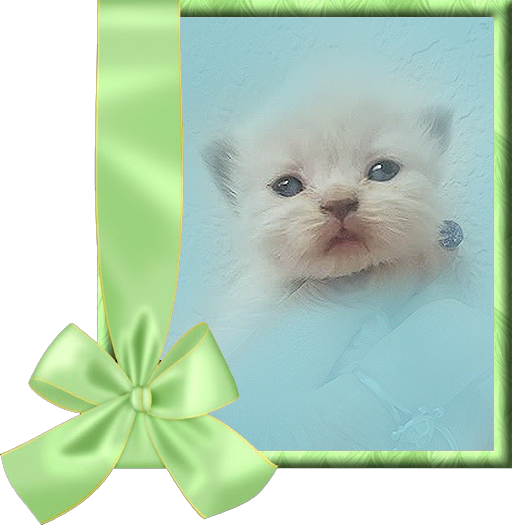 Seal Point Persian Kitten for sale in USA