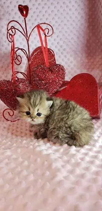 purse persian kitten for sale