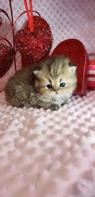 purse persian kitten for sale in USA