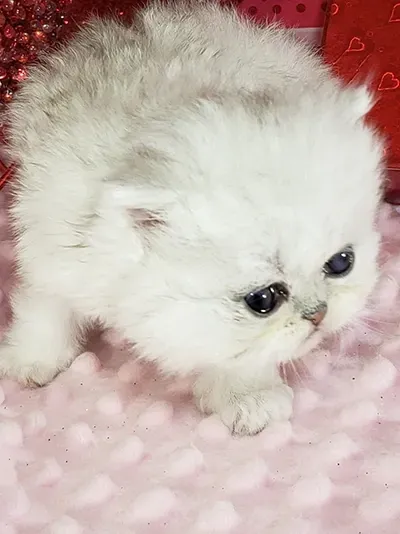 purse persian kitten for sale in USA