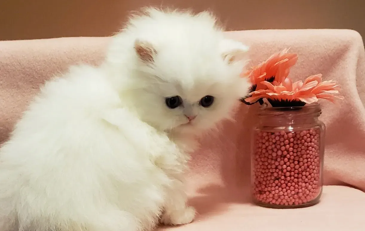 A serene white Persian cat being gently groomed, showcasing proper care and grooming .