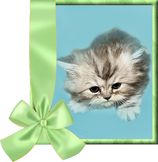Shaded Silver Persian Kitten for sale in USA