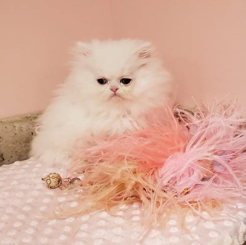 Purse Persians Kittens for Sale