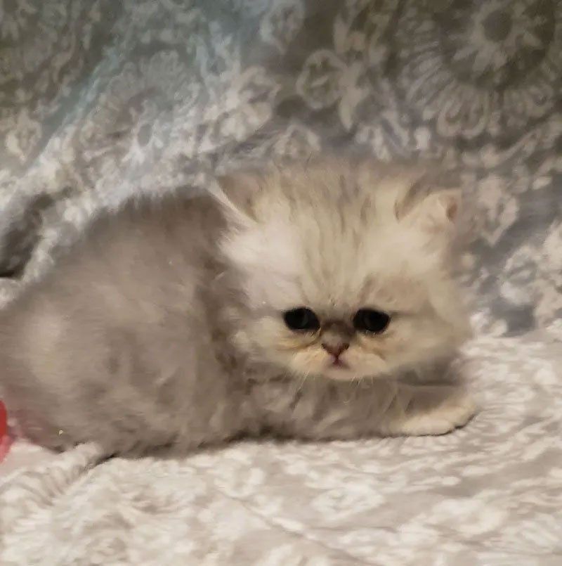 Purse Persians Kittens