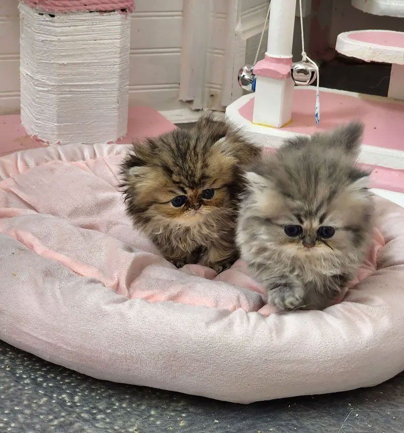 Purse Persians Kittens on sale usa